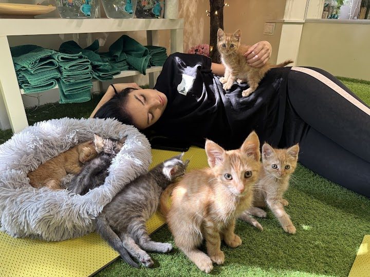 Kitty Yoga Budapest – Jóga