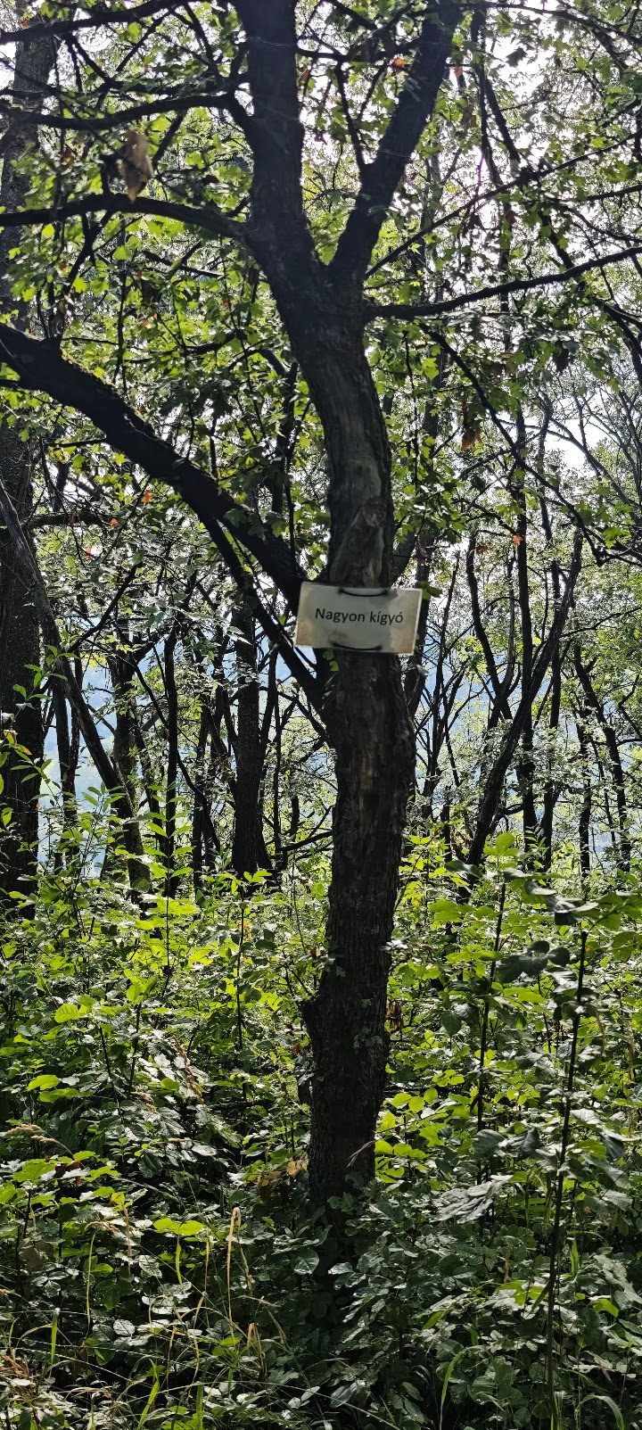 Nagyon kígyó DH – Fitness